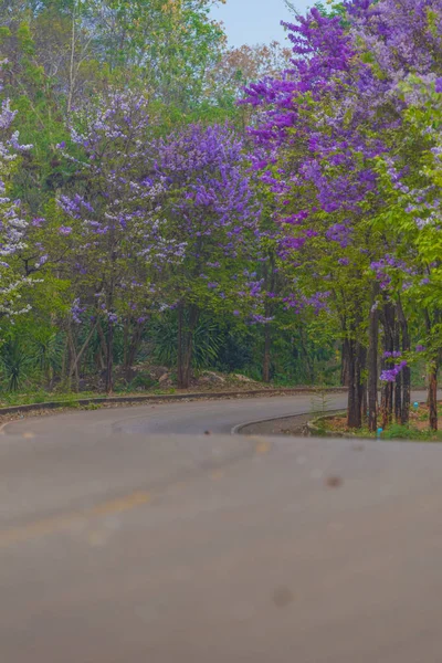 Πολύχρωμο Λουλούδι Στο Τροπικό Δέντρο Στην Ταϊλάνδη Φυσικό Τοπίο Στην — Φωτογραφία Αρχείου