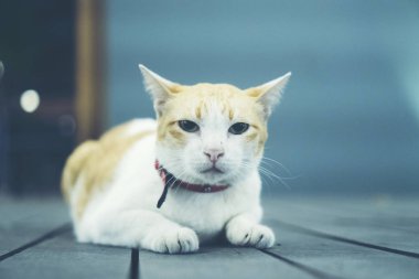 Vintage sesi renkli Tay beyaz kedi