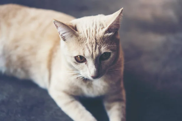 Thai white cat in vintage tone color