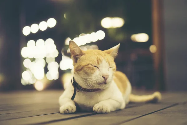 Sleepy Cat Wooden Ground — Stock Photo, Image