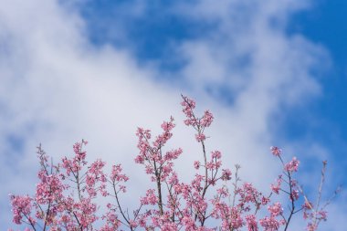 Güzel pembe Sakura kiraz çiçeği, Chiang Mai, Tayland