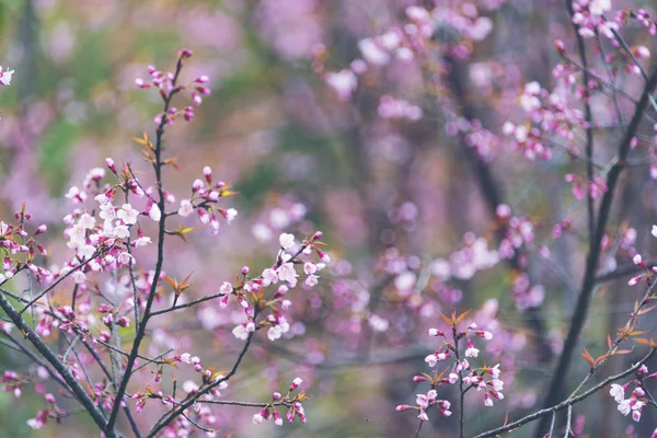 美しいピンクの桜の花 チェンマイ — ストック写真