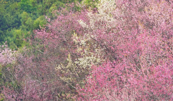 Vackra Rosa Sakura Cherry Blossom Chiang Mai Thailand — Stockfoto
