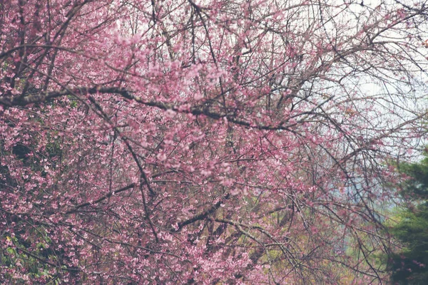 Όμορφη Ροζ Sakura Cherry Blossom Τσιάνγκ Μάι Ταϊλάνδη — Φωτογραφία Αρχείου