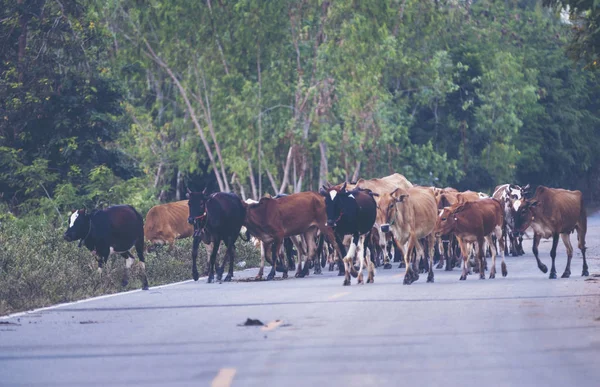 Las Vacas Cruzan Calle — Foto de Stock