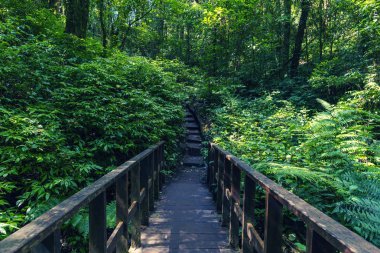 Yağmur ormanı ağaç, ağaç ışık