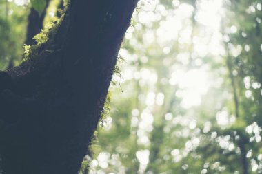 Yağmur ormanı ağaç, ağaç ışık