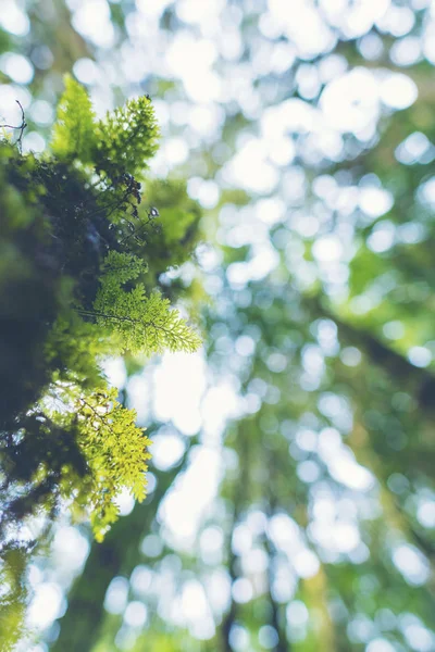 Bäume Regenwald Baum Des Lichts — Stockfoto