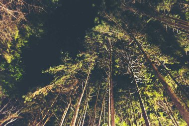 Tayland yeşil tropikal orman Manzaralı