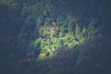 Tayland yeşil tropikal orman Manzaralı