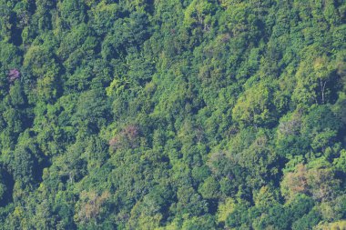 Tayland yeşil tropikal orman Manzaralı