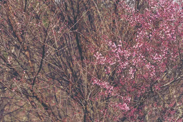 Beautiful Pink Sakura Cherry Blossom Chiang Mai Thailand — Stock Photo, Image