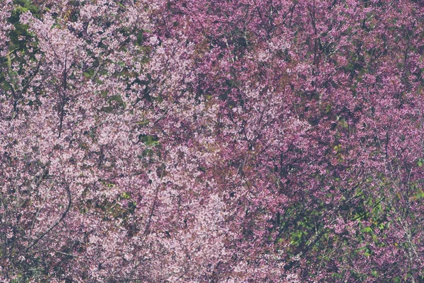 Όμορφη Ροζ Sakura Cherry Blossom Τσιάνγκ Μάι Ταϊλάνδη — Φωτογραφία Αρχείου