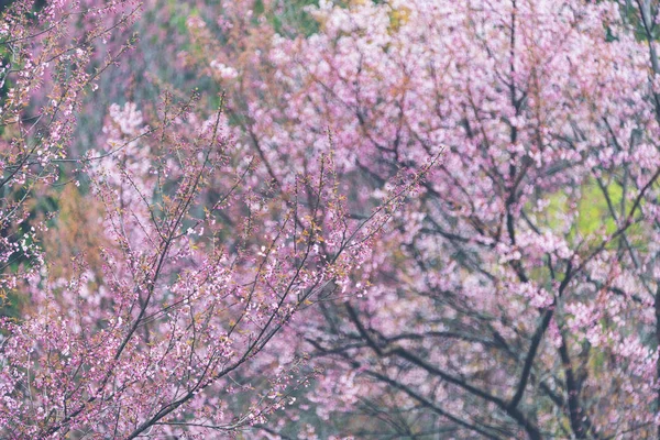 Όμορφη Ροζ Sakura Cherry Blossom Τσιάνγκ Μάι Ταϊλάνδη — Φωτογραφία Αρχείου