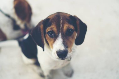 3 aylık saf ırk beagle köpek yavrusu gri ekran