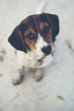 3 aylık saf ırk beagle köpek yavrusu gri ekran