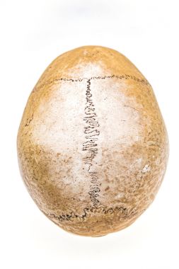 Beyaz arka plan üzerinde izole sanal gerçeklik insan kafatası