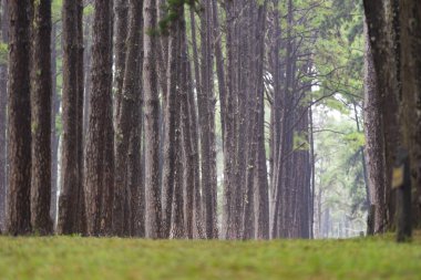 Doğal orman tropik ağaçların güneş sis ile mistik bir atmosfer yaratmak.