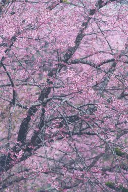 renkli renk vahşi orman içinde çiçek ağaç