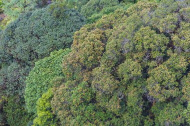 Yapraklarla çerçevelenmiş taze yeşil yaprak ağaçlarından oluşan manzaralı bir orman. Güneş, sıcak ışınlarını yeşilliklere saçıyor.