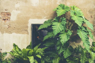 Yönetim Kurulu leaf bitki ile eski tuğla duvar