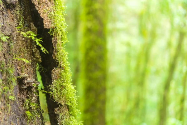 Waldbäume Natur Grüne Holz Hintergründe — Stockfoto