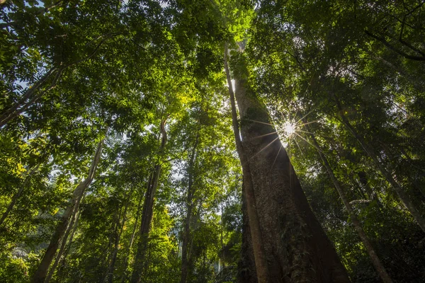 Árboles Forestales Naturaleza Fondos Madera Verde —  Fotos de Stock