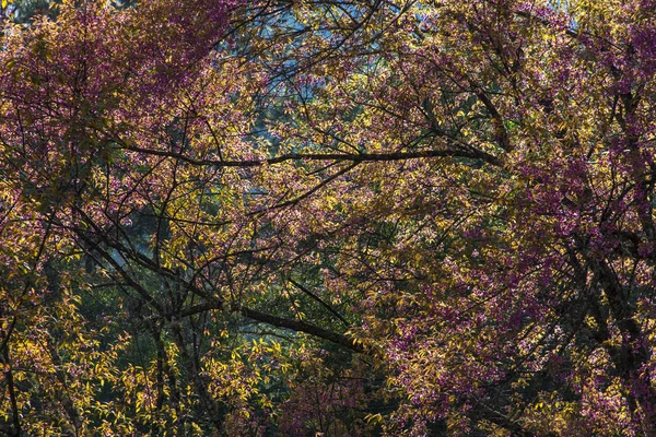 Couleur Colorée Arbre Fleurs Dans Forêt Sauvage — Photo