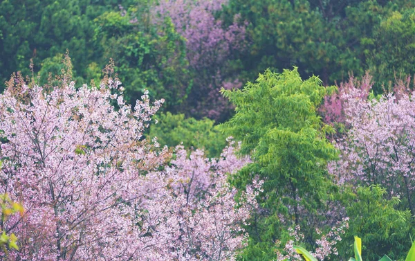 Forest Nature Composition — Stock Photo, Image