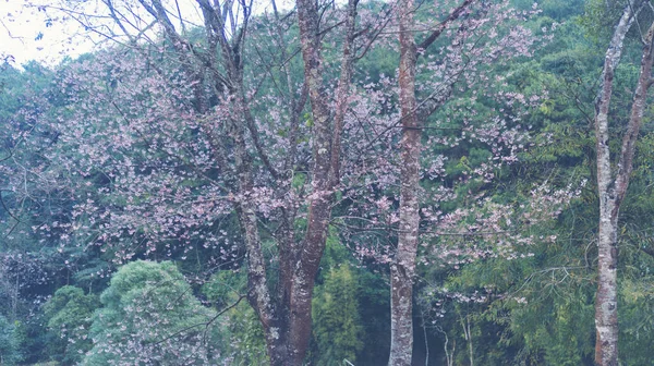 Den Wald Zusammensetzung Der Natur — Stockfoto