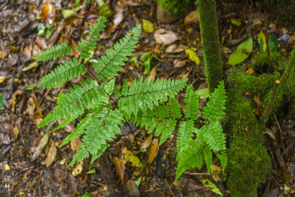 Primer Plano Vista Naturaleza Hoja Verde Jardín Verano Bajo Luz — Foto de Stock