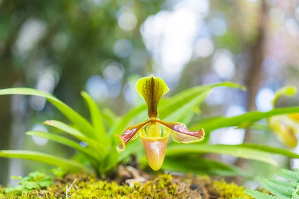 Paphiopedilum orchid flower or Lady\'s Slipper orchid in Conservation Center Paphiopedilum Doi Inthanon , Chiang Mai, Thailand.