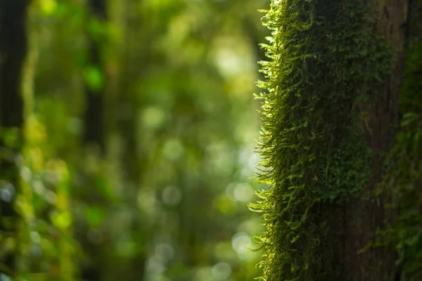 Scénický Les Svěže Zelených Listnatých Stromů Rámovaný Listím Slunce Vrhá — Stock fotografie