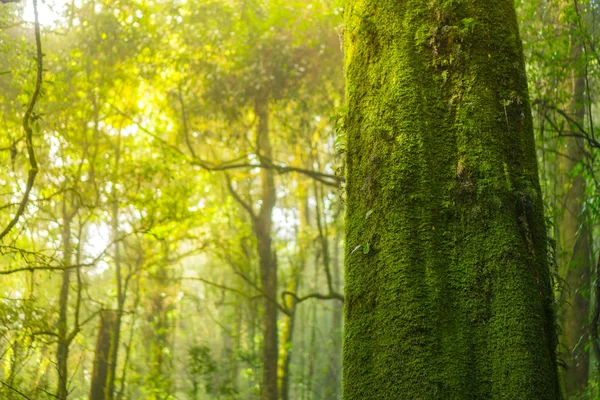 Живописный Лес Свежих Зеленых Лиственных Деревьев Обрамленных Листьями Солнцем Проливающим — стоковое фото