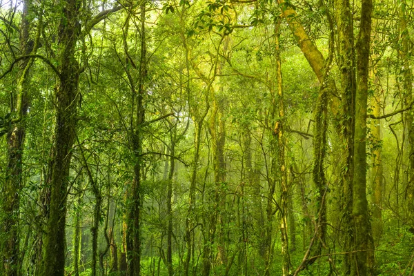 Přírodě Les Inthanon Národní Park Thajsko — Stock fotografie