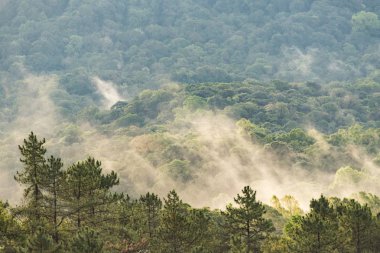 Yapraklarla çerçevelenmiş taze yeşil yaprak ağaçlarından oluşan manzaralı bir orman. Güneş, sıcak ışınlarını yeşilliklere saçıyor.