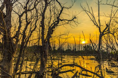 günbatımı mangrov ormanın üzerinde; Tayland tropikal görünüm