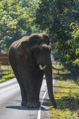 yaban hayatı, Khao Yai Milli Parkı, Tayland, Thailand, yolda yürürken Asya fili