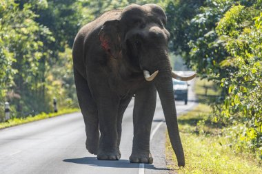 yaban hayatı, Khao Yai Milli Parkı, Tayland, Thailand, yolda yürürken Asya fili