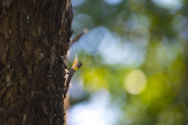Uçan ejderha, Khao Yai Milli Parkı, Tayland, Thailand, ağaç üzerinde uçan kertenkele