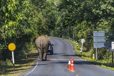Khao Yai Milli Parkı, Tayland için yolda vahşi Asya fili