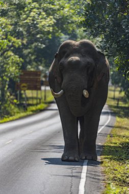 Khao Yai Milli Parkı, Tayland için yolda vahşi Asya fili