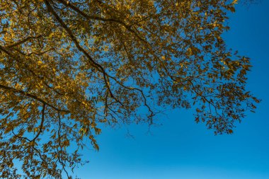 Mavi gökyüzü ile Tayland tropikal orman
