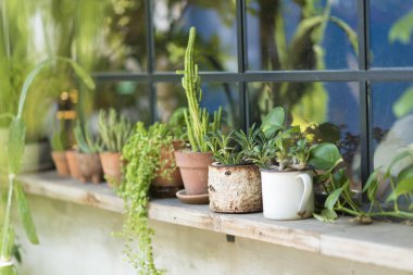 Bahçedeki yeşil kaktüs