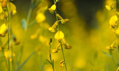 sarı çiçek alan, Tayland
