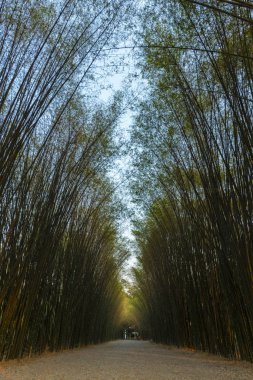 Mavi gökyüzü ile bambu ormanı