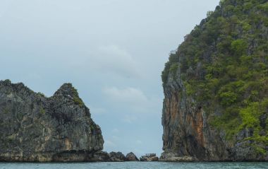 Mavi gökyüzü ile bambu ormanı