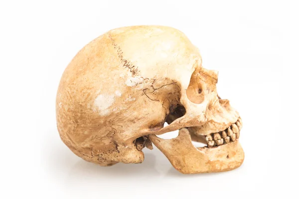 Beyaz Arkaplanda Izole Edilmiş Insan Kafatası — Stok fotoğraf
