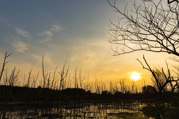 Coucher Soleil Sur Forêt Mangroves Vue Tropicale Thaïlande — Photo