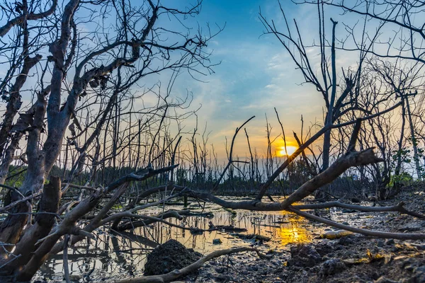 Solnedgang Mangroveskoven Tropisk Udsigt Thailand - Stock-foto